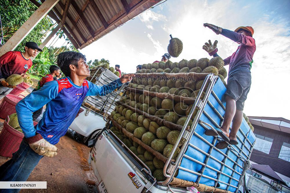 THAILAND-VIETNAM-CHINA-RCEP-DURIAN TRADE