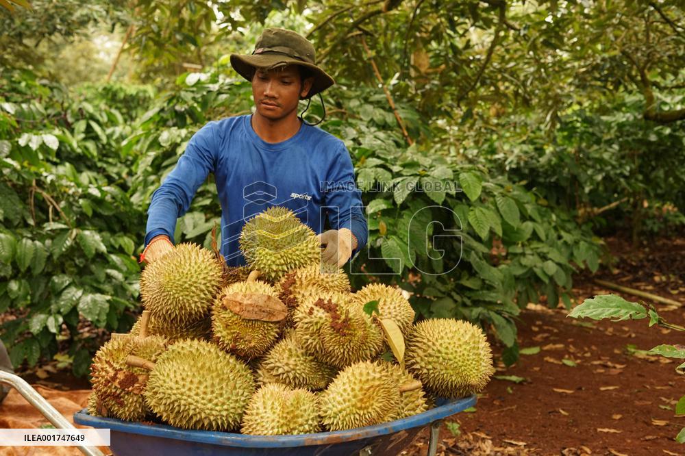 THAILAND-VIETNAM-CHINA-RCEP-DURIAN TRADE