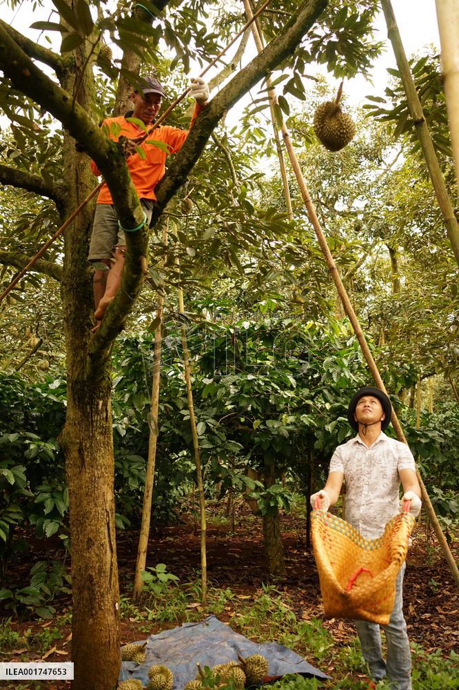 THAILAND-VIETNAM-CHINA-RCEP-DURIAN TRADE