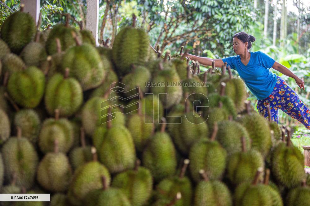 THAILAND-VIETNAM-CHINA-RCEP-DURIAN TRADE