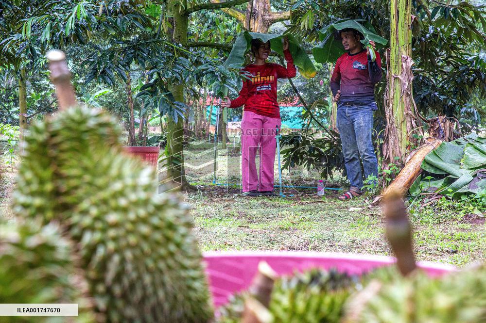 THAILAND-VIETNAM-CHINA-RCEP-DURIAN TRADE