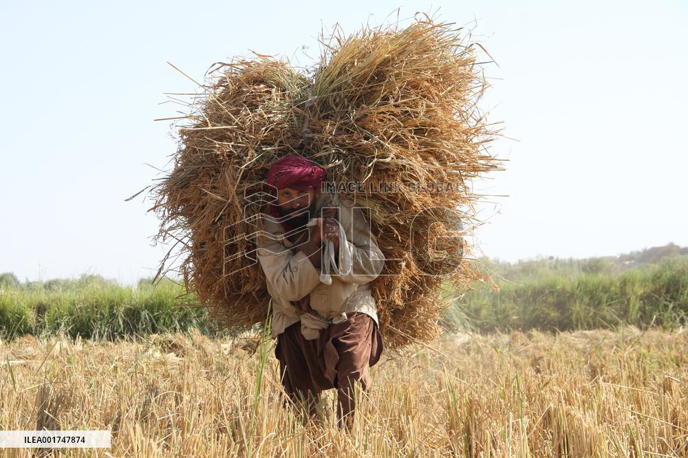 AFGHANISTAN-KUNDUZ-RICE-HARVEST