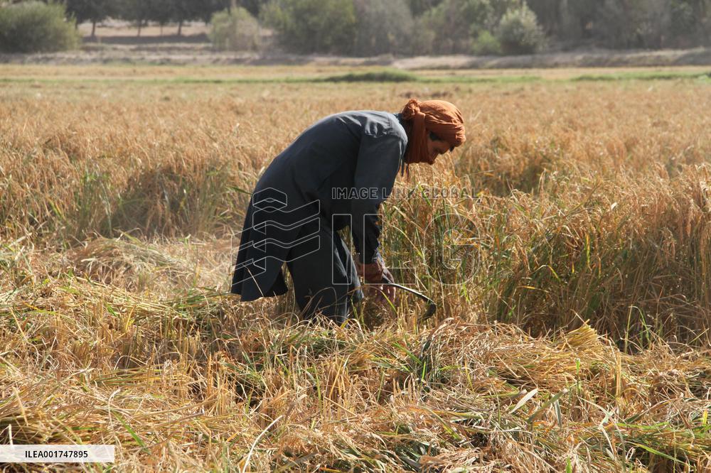 AFGHANISTAN-KUNDUZ-RICE-HARVEST