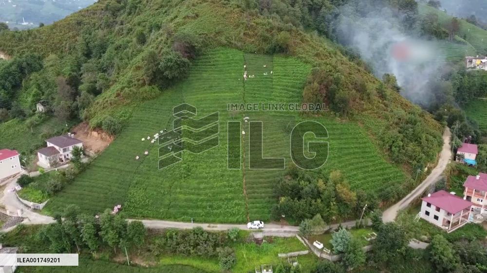 Türkiye's tea yield drops due to insufficient precipitation: media