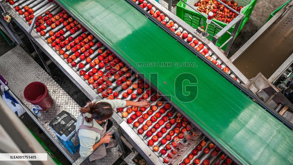 CHINA-GUIZHOU-WEINING-APPLE-HARVEST (CN)