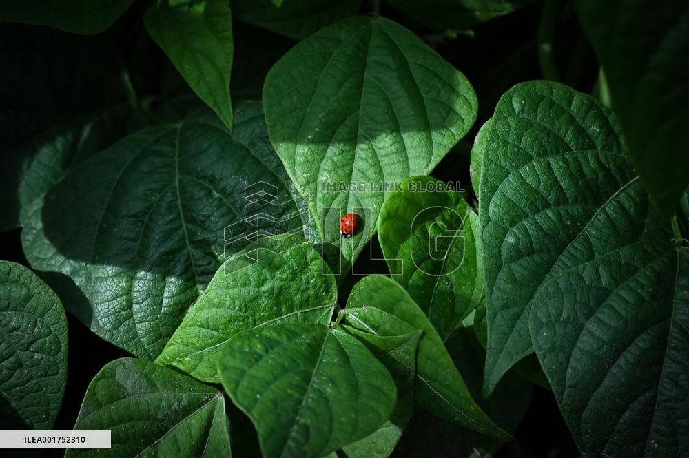 Canned Vegetable Processing Site - Brittany