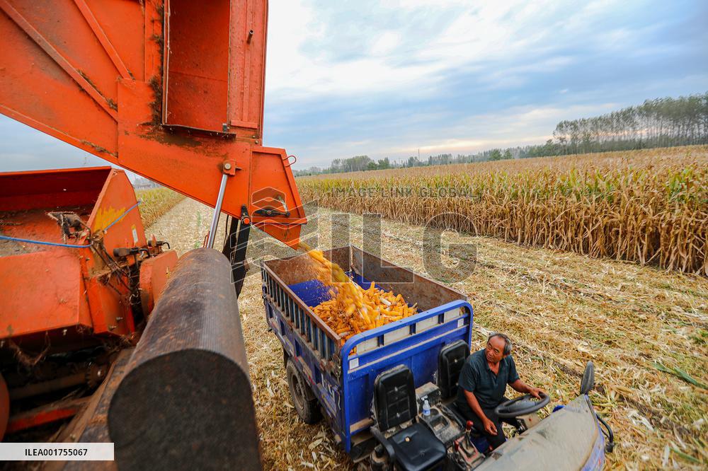 #CHINA-AUTUMN-HARVEST (CN)