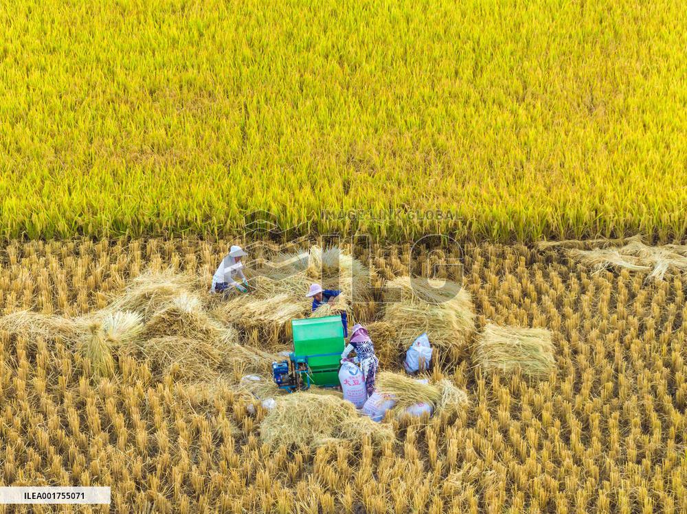 #CHINA-AUTUMN-HARVEST (CN)