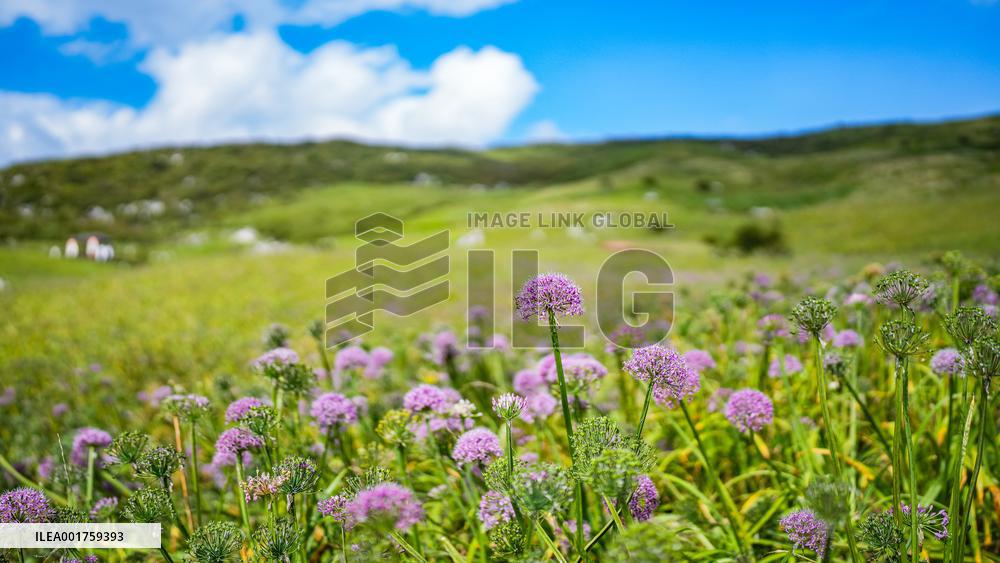 CHINA-GUIZHOU-LIUPANSHUI-LEEK FLOWER-TOURISM (CN)