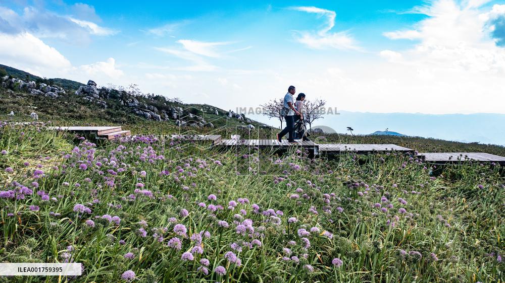 CHINA-GUIZHOU-LIUPANSHUI-LEEK FLOWER-TOURISM (CN)