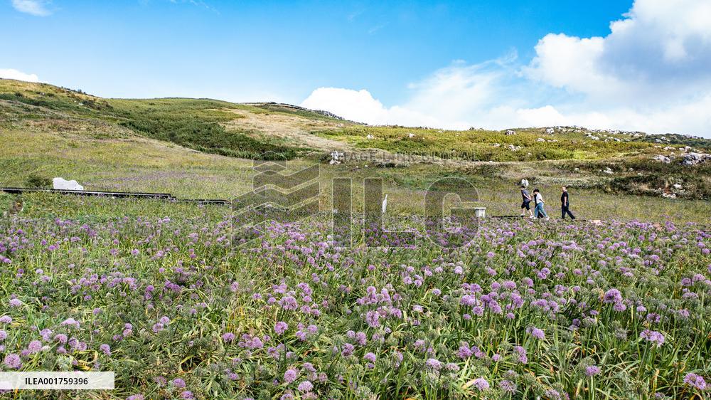 CHINA-GUIZHOU-LIUPANSHUI-LEEK FLOWER-TOURISM (CN)