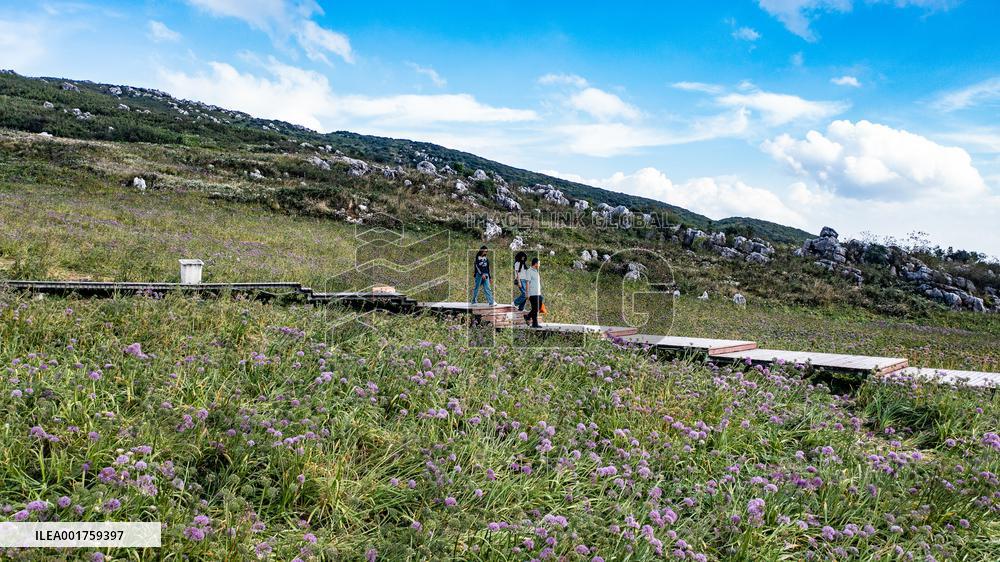 CHINA-GUIZHOU-LIUPANSHUI-LEEK FLOWER-TOURISM (CN)