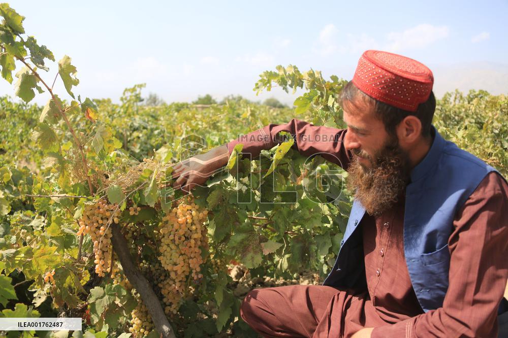 AFGHANISTAN-PARWAN-HARVEST-GRAPES