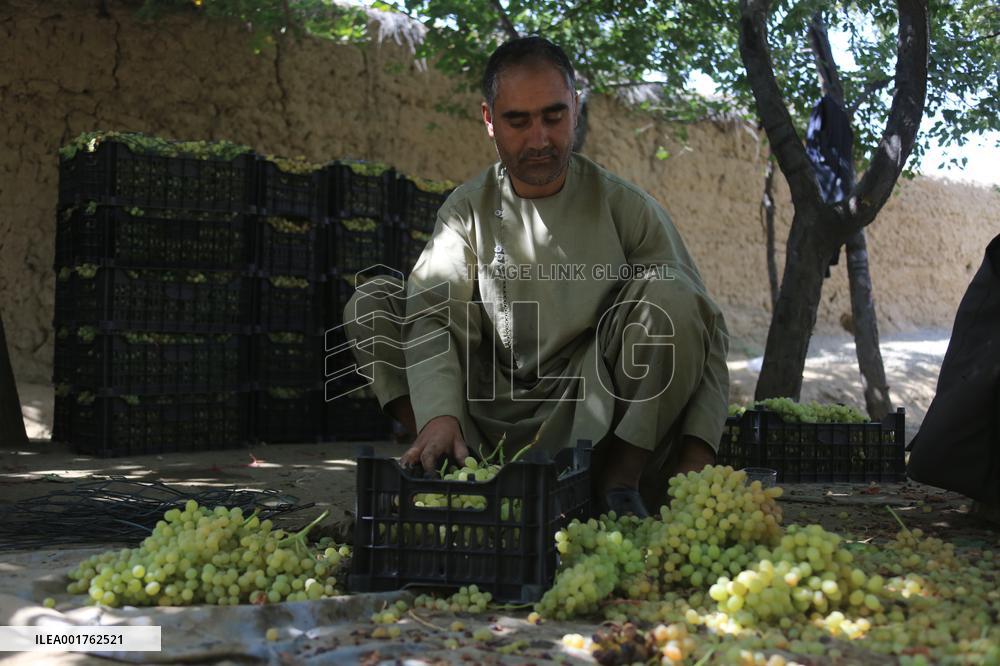 AFGHANISTAN-PARWAN-HARVEST-GRAPES