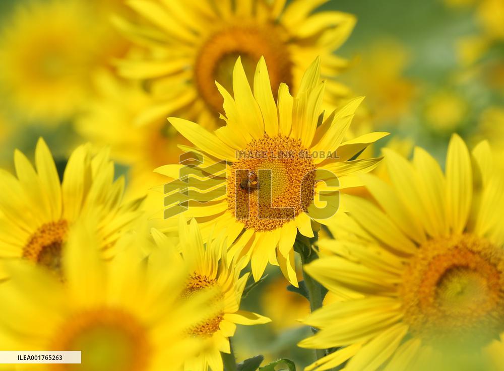 Sunflower Image