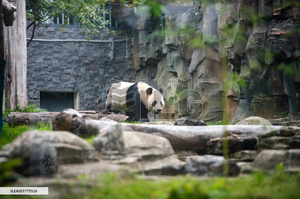 CHINA-HUBEI-WUHAN-GIANT PANDAS (CN)