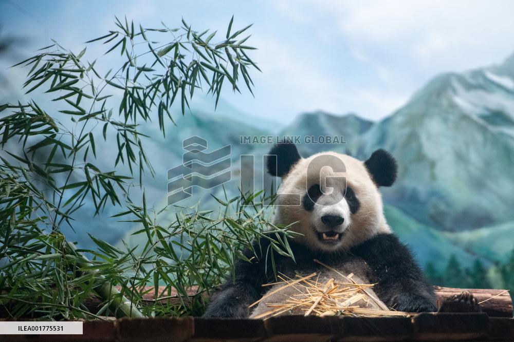 CHINA-HUBEI-WUHAN-GIANT PANDAS (CN)