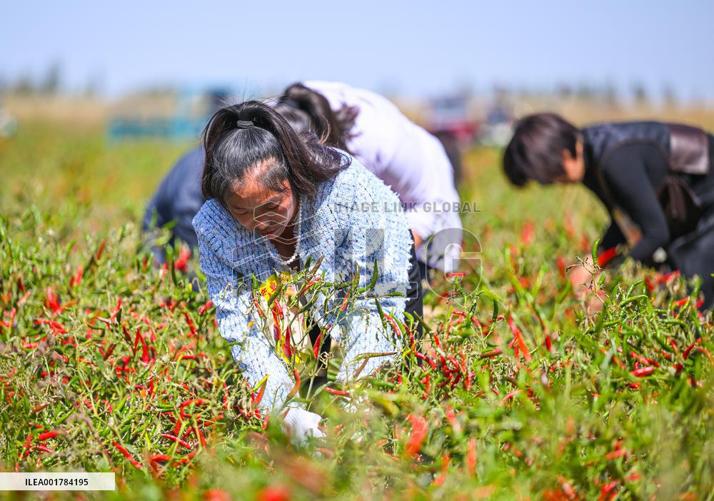 CHINA-INNER MONGOLIA-CHILI PEPPER-HARVEST (CN)