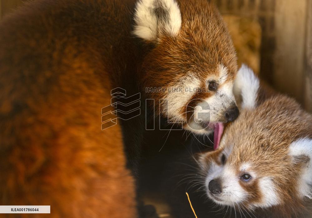 GREECE-ATHENS-RED PANDA-NAMING