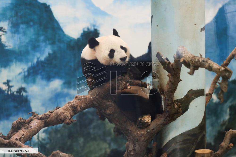THE NETHERLANDS-RHENEN-GIANT PANDA-FAN XING-FAREWELL
