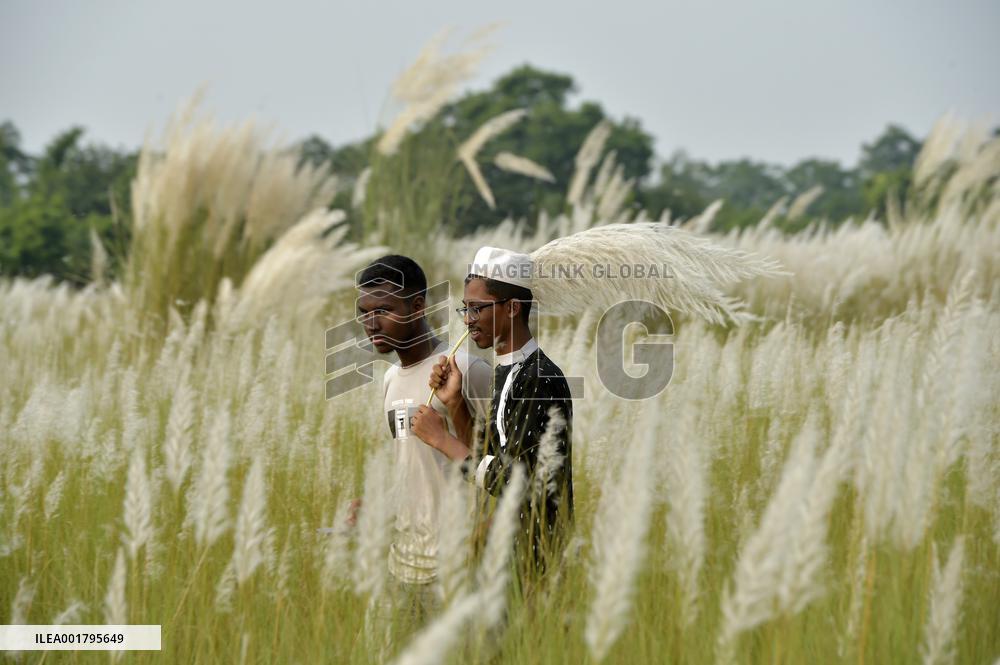 BANGLADESH-DHAKA-KANS-GRASS