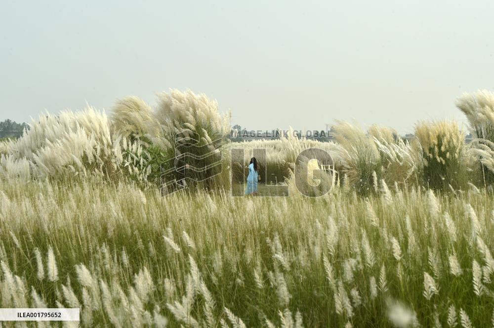 BANGLADESH-DHAKA-KANS-GRASS