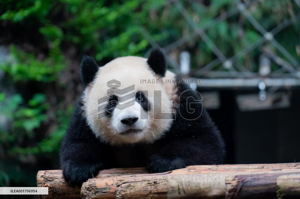 Chongqing Zoo Panda New House