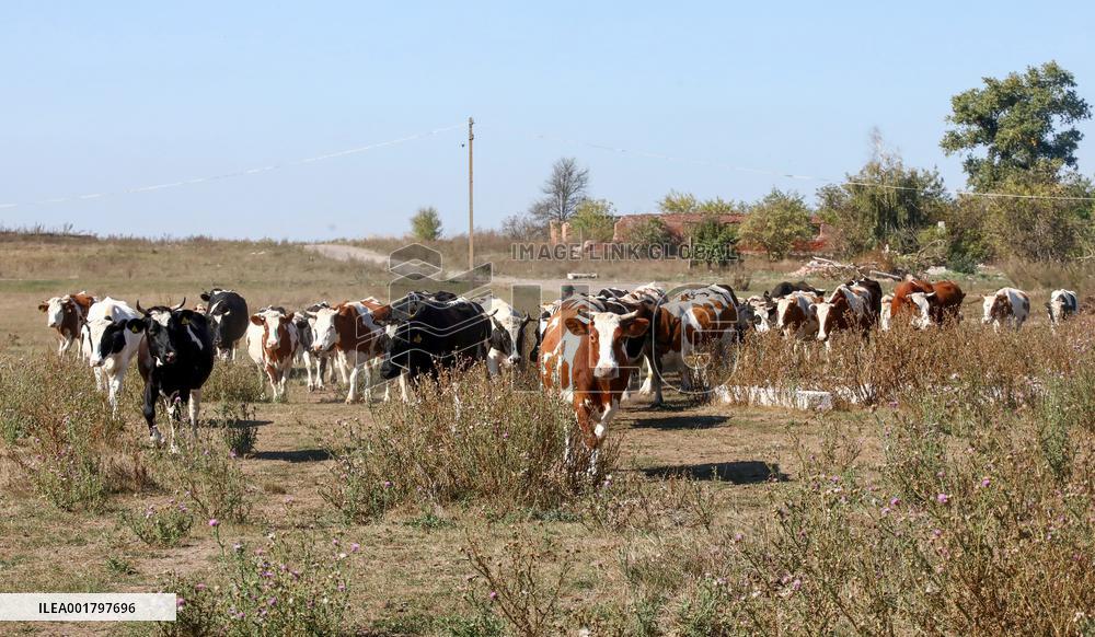 Farm in Chernihiv Region
