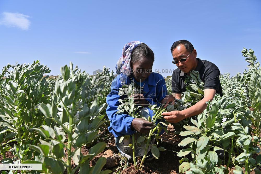 ERITREA-ASMARA-CHINESE AGRICULTURAL EXPERTS