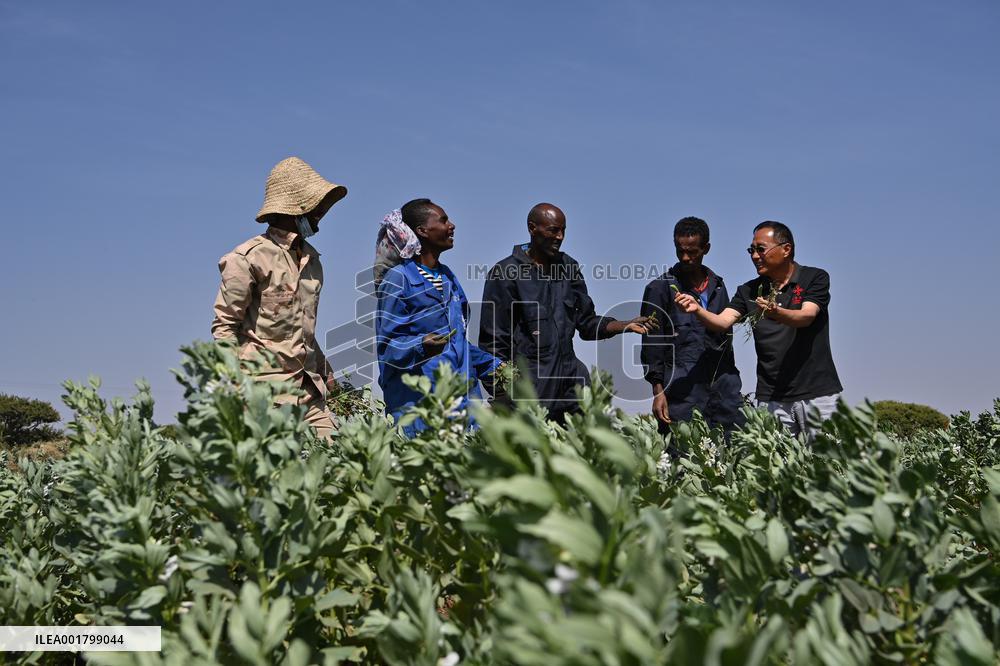 ERITREA-ASMARA-CHINESE AGRICULTURAL EXPERTS