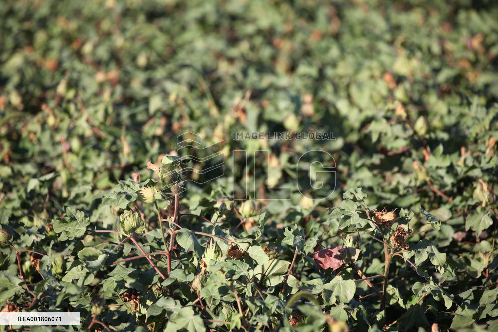 Cotton Ripens in Hami
