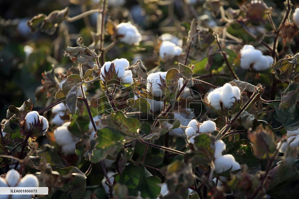 Cotton Ripens in Hami