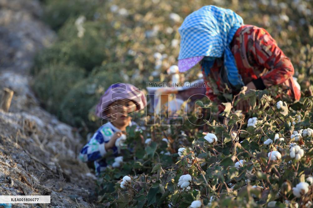Cotton Ripens in Hami