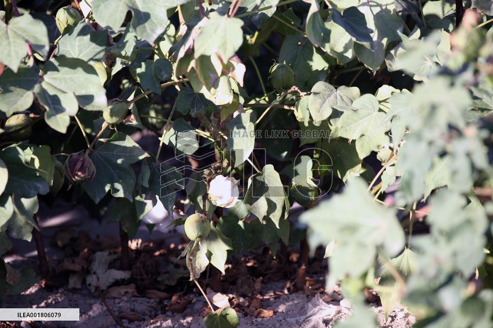 Cotton Ripens in Hami