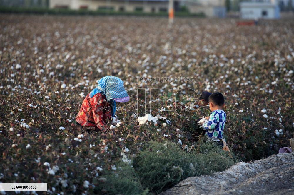 Cotton Ripens in Hami