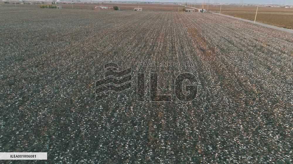 Cotton Ripens in Hami