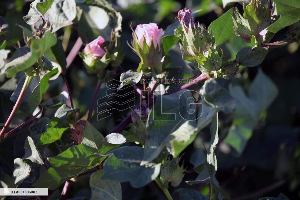 Cotton Ripens in Hami