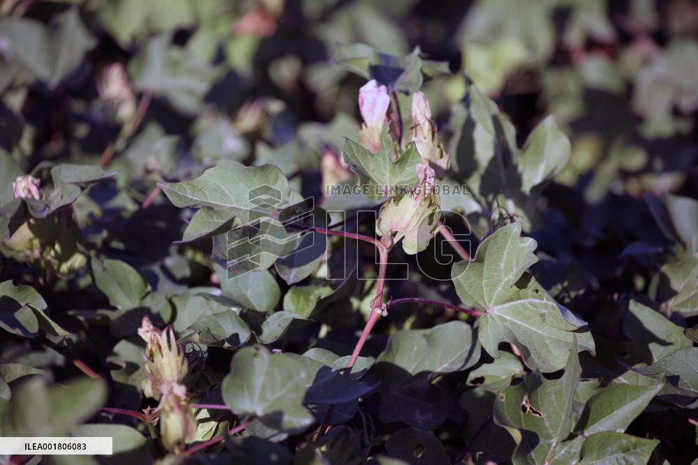 Cotton Ripens in Hami
