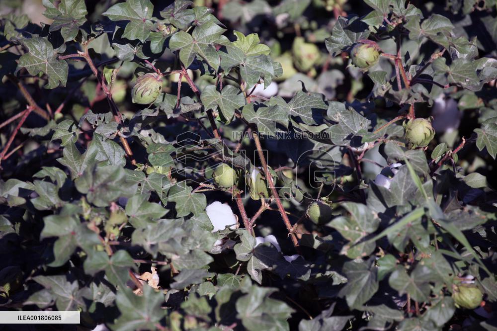 Cotton Ripens in Hami