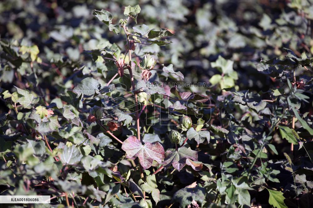 Cotton Ripens in Hami