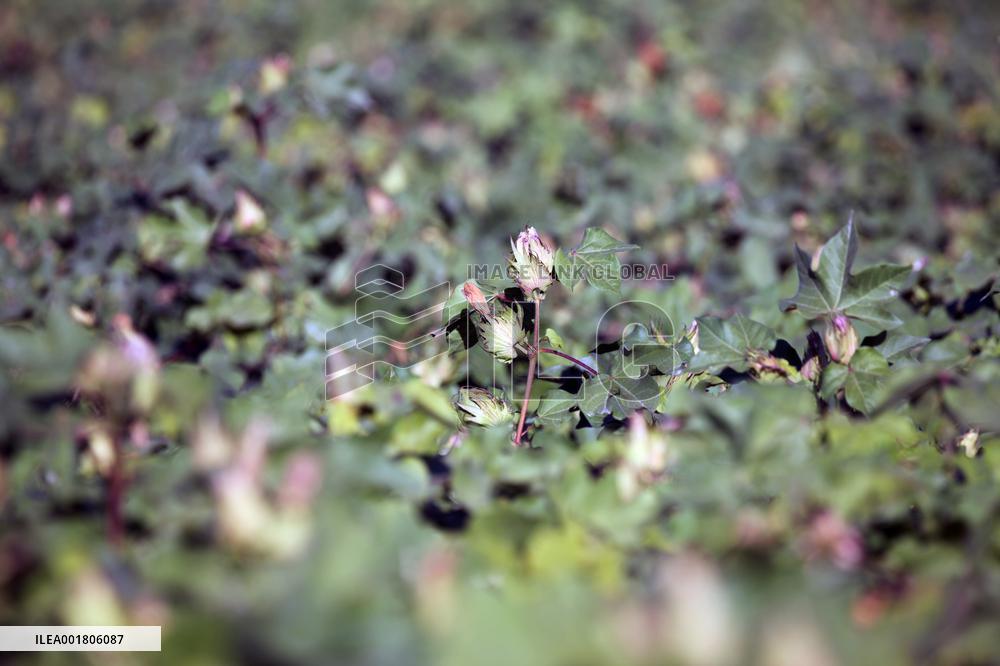 Cotton Ripens in Hami