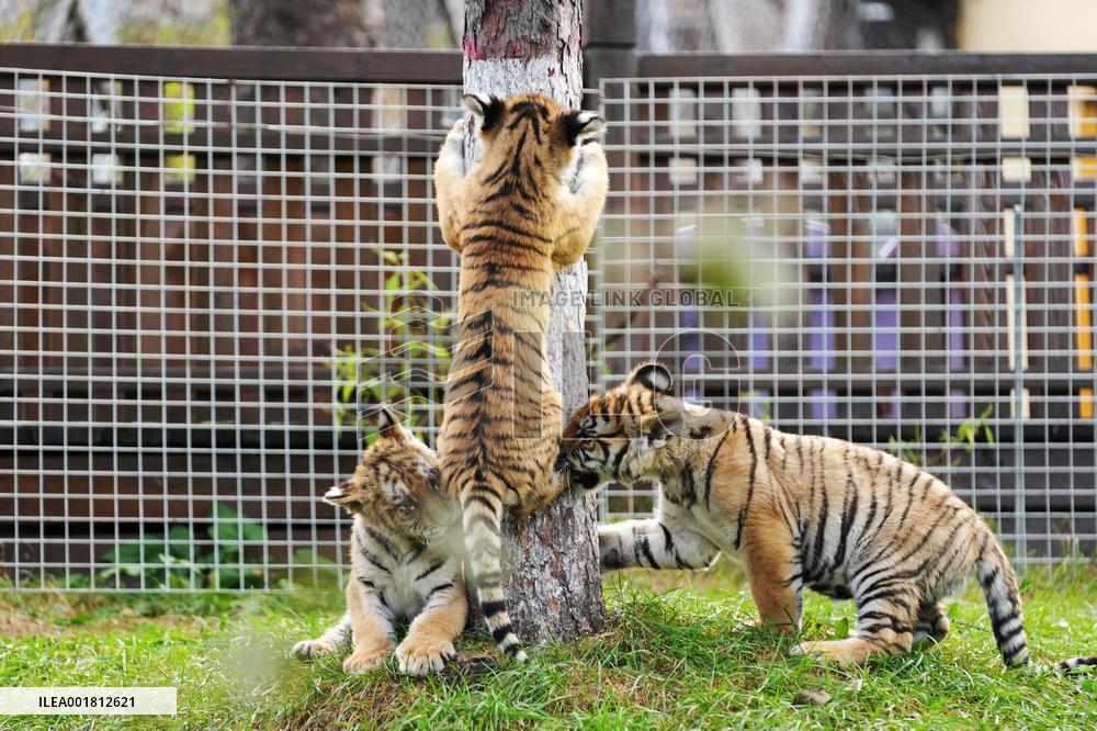 CHINA-HEILONGJIANG-HAILIN-SIBERIAN TIGERS (CN)