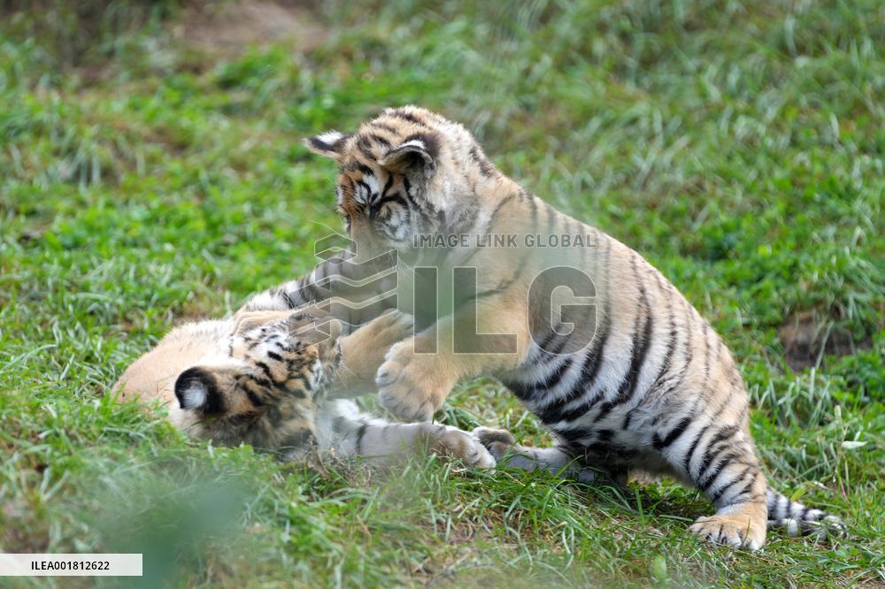 CHINA-HEILONGJIANG-HAILIN-SIBERIAN TIGERS (CN)