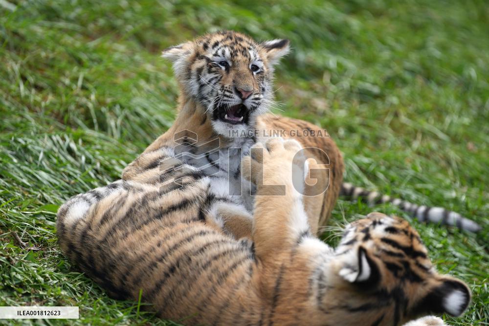 CHINA-HEILONGJIANG-HAILIN-SIBERIAN TIGERS (CN)