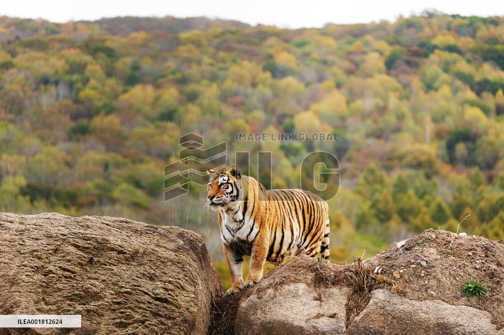 CHINA-HEILONGJIANG-HAILIN-SIBERIAN TIGERS (CN)