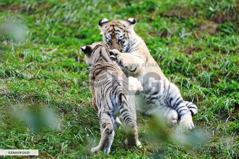 CHINA-HEILONGJIANG-HAILIN-SIBERIAN TIGERS (CN)