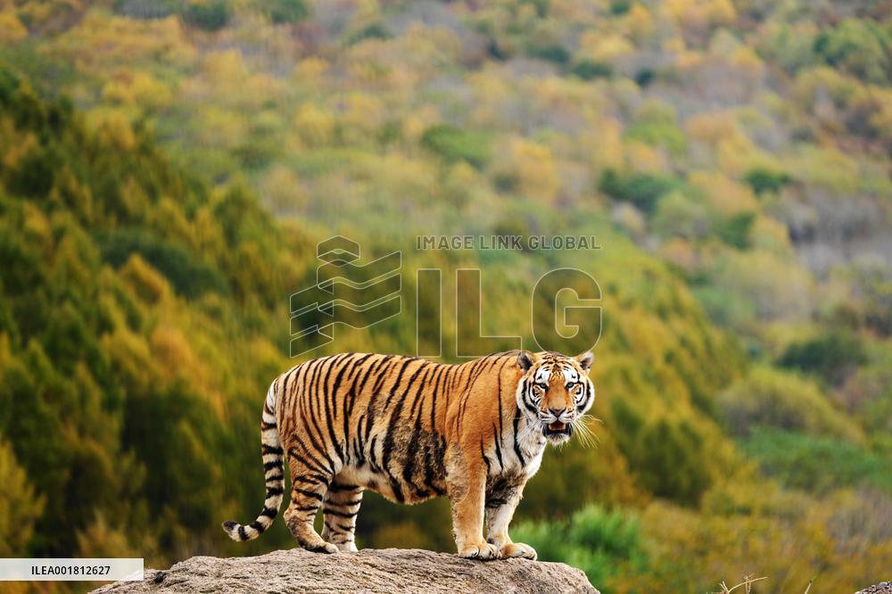 CHINA-HEILONGJIANG-HAILIN-SIBERIAN TIGERS (CN)