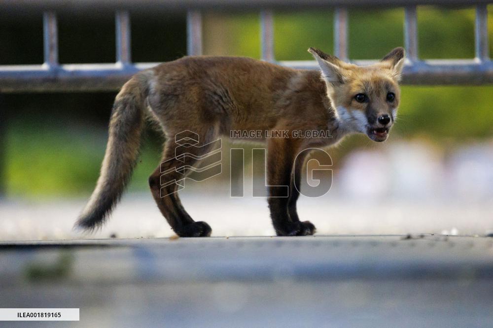 Foxes Wandering - Chicago