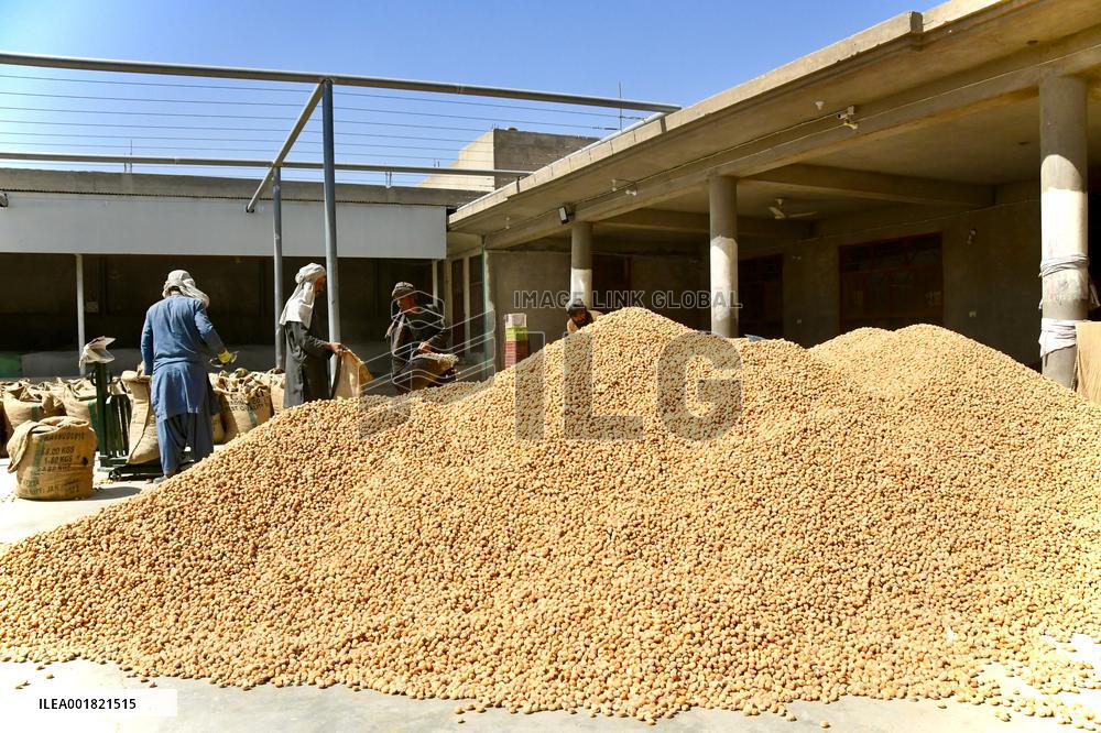 AFGHANISTAN-KANDAHAR-DRIED APRICOTS