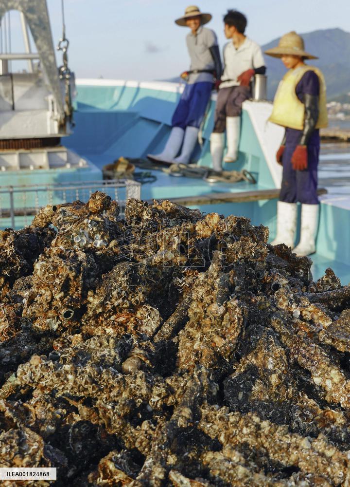 Cultured oysters in Hiroshima